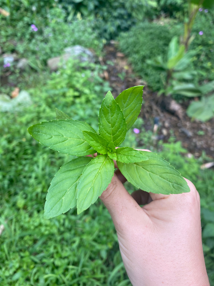 A sprig of wild mint is held near Bumi Bagja Food Forest. (Courtesy of Harriet Crisp)