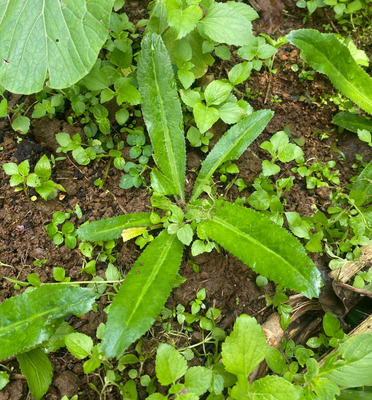 A walang (culantro) rosette is seen in the garden of Bumi Bagja Food Forest. (Courtesy of Harriet Crisp)