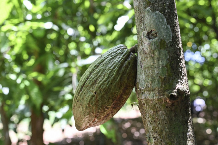 A cocoa pod is seen on a tree at a farm in the village of Offoumpo, near Agboville, Ivory Coast, on April 7, 2024.