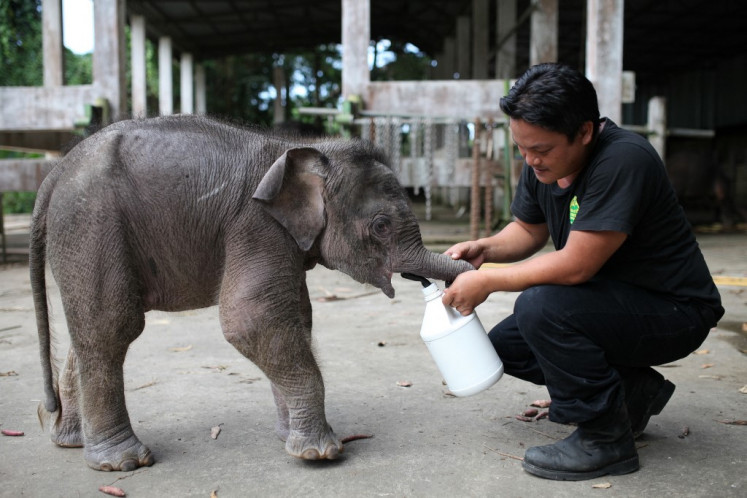 A wildlife official attends to an orphaned three-month-old baby Borneo pygmy elephant “Joe“ at Lok Kawi Wildlife Park in Kota Kinabalu in Malaysia's Sabah state on February 6, 2013. The first assessment of the pint-sized Bornean elephant by a global conservation authority concluded on June 27, 2024, that the animal is endangered, with only an estimated 1,000 left in the wild.