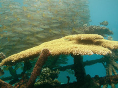 Coral bleachings devastate Bali reefs as sea temperatures rise