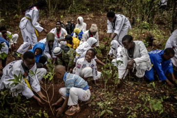 African leaders urge UN to prioritise tree planting drive