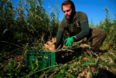 In Belgian farmland, 'Saving Bambi' one dawn mission at a time