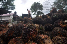 Prabowo’s big palm oil agenda gets global support