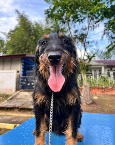 Reliable police dog Joany manages to sniff drugs inside a ship