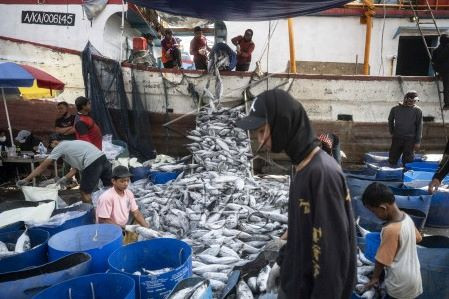 Fishermen unload their catch on July 15, 2024, at the Nizam Zachman Fishing Port in Penjaringan, North Jakarta.