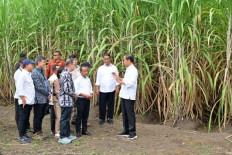 Field trip: President Joko “Jokowi” Widodo (right), accompanied by his ministers and several businesspeople, visits a sugarcane plantation owned by PT Global Papua Abadi in Sermayam village, Merauke regency, South Papua, on July 23, 2024. 