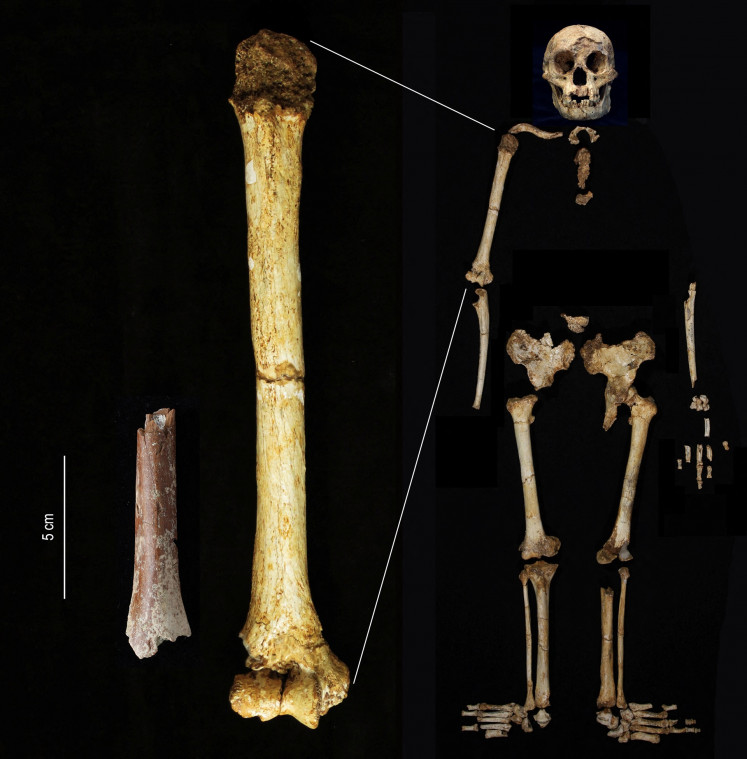 A fragment (left) of the upper arm bone called the humerus, belonging to a diminutive extinct human species called Homo floresiensis, that dates to about 700,000 years ago and was discovered at the Mata Menge site on Flores, East Nusa Tenggara (NTT), is shown at the same scale as the humerus of a later Homo floresiensis fossil dating to 60,000 years ago from the Liang Bua cave site in Flores, in this handout image released on August 6, 2024. This indicates that this earlier Homo floresiensis individual, estimated to have had a body height of just 1 meter, was smaller than the later one, with an estimated body height of 1.06 meters.