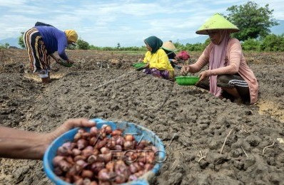 Allium boom: Female workers plant shallot bulbs on Aug. 8, 2024 at a farm in Kawatuna village, Palu, Central Sulawesi. The regional administration is encouraging farmers to plant shallots, as the food commodity commands high prices in the domestic market.