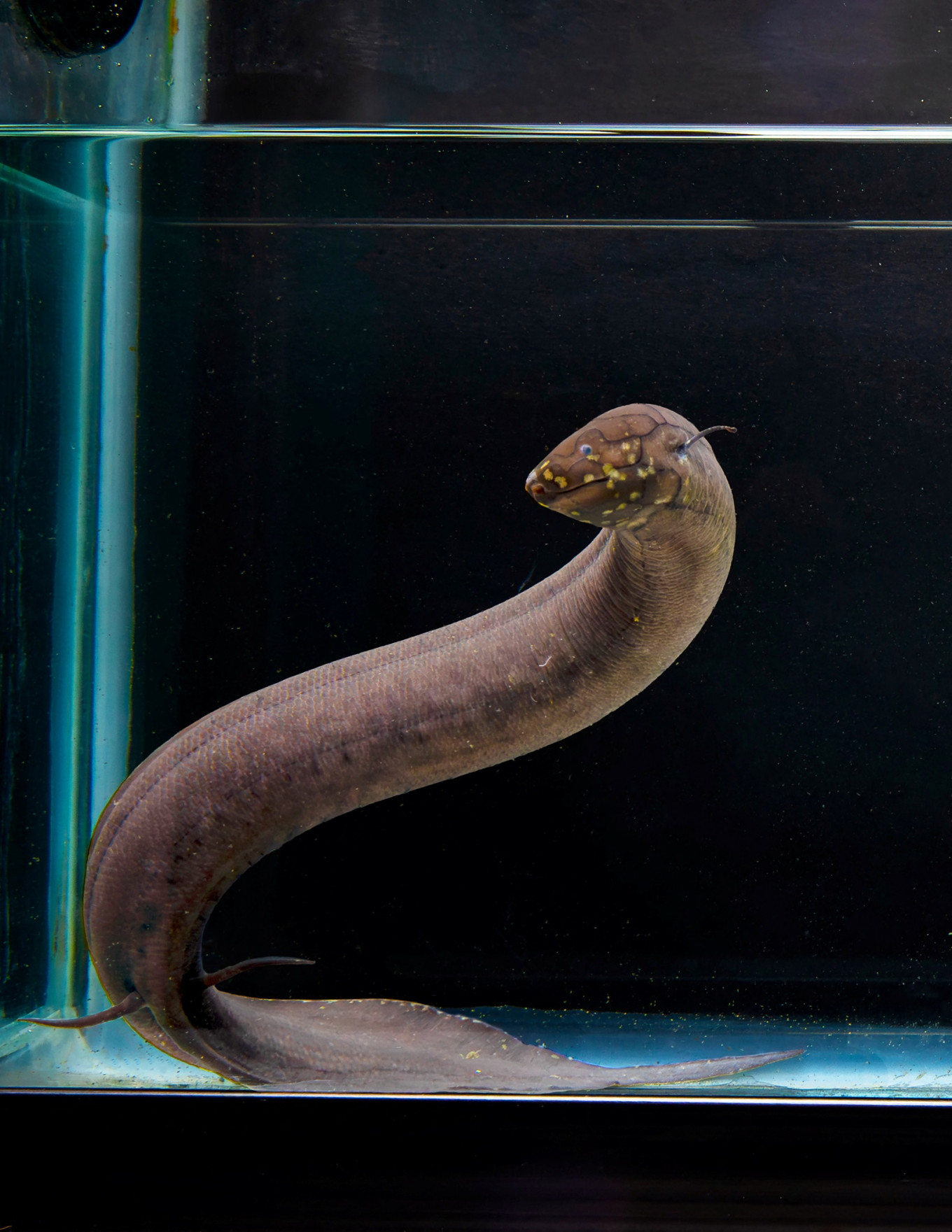 South American lungfish has largest genome of any animal - Science ...