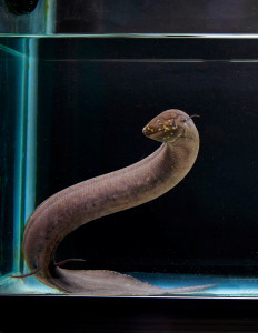 A South American lungfish, whose scientific name is Lepidosiren paradoxa, is seen at a laboratory at the Louisiana State University in Baton Rouge, Louisiana, the United States on March 18, 2024.