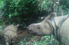IPB uses assisted reproductive technology to help save Indonesia’s endangered rhinos