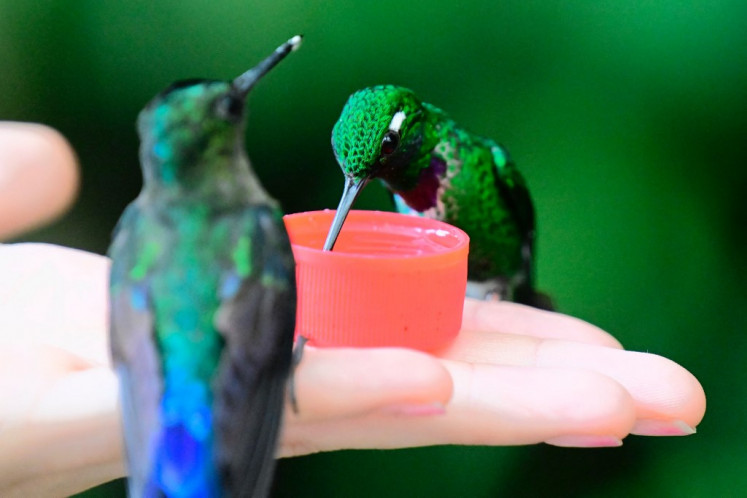 Seekor burung kolibri ekor raket bersepatu putih (Ocreatus underwoodii) diberi makan di cagar alam pribadi di Mindo, Ekuador pada 16 Agustus 2024. Burung-burung kecil berwarna psikedelik memenuhi area hutan di pinggiran Quito. Suaka flora dan fauna, dengan spesies endemik dan terancam punah, memecah belah para pencinta lingkungan yang mendukung konservasi dan para penambang yang mencari solusi untuk kemiskinan.