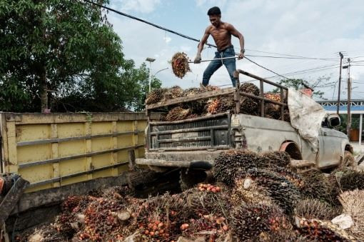 Seeds of wealth: A worker unloads palm oil seeds from a pickup truck on July 10, 2024 after bringing them from a plantation to sell at a market in Sepaku, East Kalimantan.