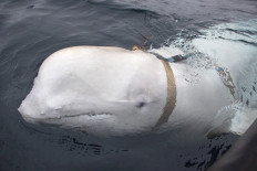'Russian spy' whale was shot dead: Animal rights groups