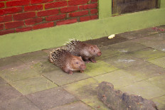 Many clueless about keeping prohibited animals, end up in jail