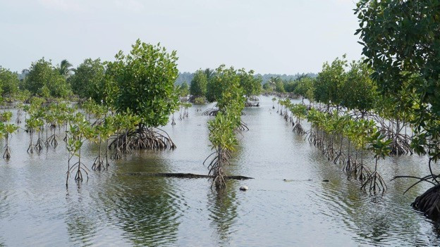 Mangrove trees are pictured at a North Kalimantan shrimp farm.