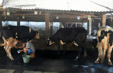 Govt imports over 1,500 dairy cows to boost milk production