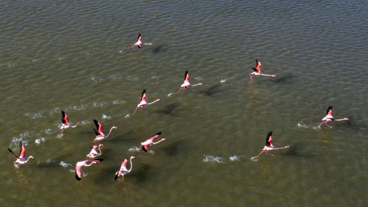 Flamingos fly over water off the Greek island of Samos on Feb. 23, 2020. The Alyki Psili Ammos wetland on Samos is an important habitat for numerous bird species, including the Greater Flamingo (Phoenicopterus rubber Linnaeus), which finds a safe haven until they continue their migration in the spring.