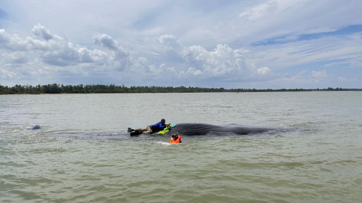 Volunteers and officials from the Maritime Affairs and Fisheries Ministry's fisheries officer and East Kalimantan Natural Resource Conservation Agency (BKSDA) in Balikpapan treat a stranded sperm whale at Teritip Beach in Balikpapan, East Kalimantan on Thursday (Sept. 26, 2024). They keep the whale wet by watering its exposed bodies and covering it with wet towels to keep it alive while standing in the shallow water. 