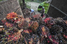 Why EUDR's implementation can and must be postponed 