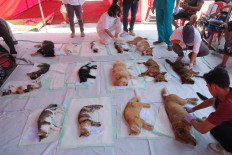 Veterinarians check on the condition of cats and dogs after undergoing free neutering in Denpasar, Bali, held by the Bali provincial administration on Sept. 29, to commemorate World Rabies Day.