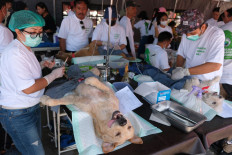 Veterinarians neuter dogs during a free neutering in Denpasar, Bali, held by the Bali provincial administration on Sept. 29, 2024, to commemorate World Rabies Day every Sept. 28.