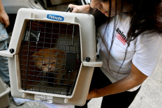 Volunteers risk lives to retrieve pets from bombed out south Beirut