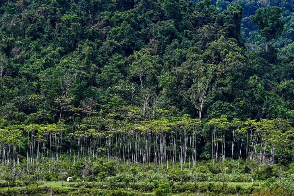 A shack stands next to a forest in Lhoong, Aceh on March 21, 2023.