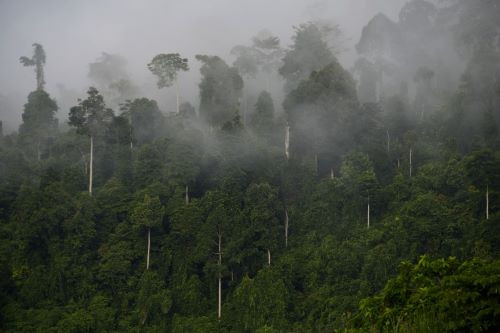 Fog blankets trees on June 20, 2020, at Gunung Leuser National Park in Subulussalam, Aceh.
