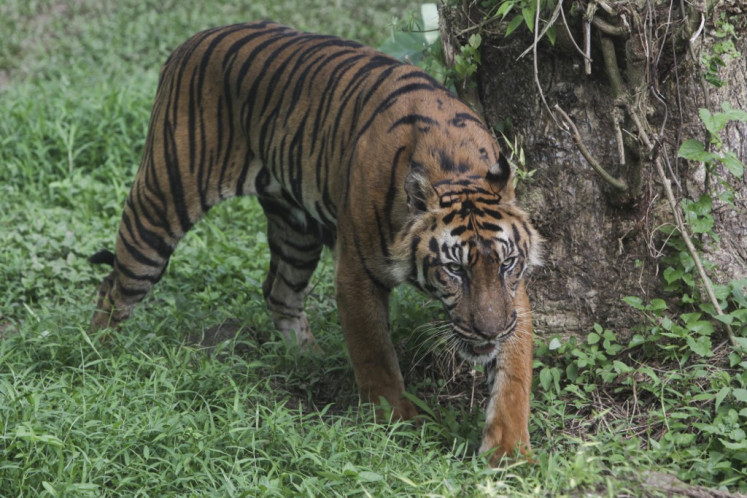 A Sumatran tiger is seen at the Medan zoo in Medan, North Sumatra, on Jan. 15, 2024.