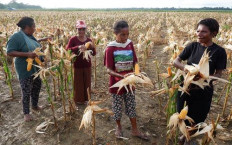 Food sufficiency, or food security for Indonesia?