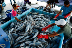 Fishy situation: Workers sort fish on Oct. 9, 2024, as they are unloaded from a boat at Muara Baru fishing port in North Jakarta.