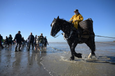 On Belgian coast, fishing on horseback—and saving a tradition