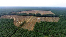 Facing palm oil nonsense
