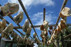 A worker arranges pufferfish skins to dry at a small enterprise site in Banda Aceh on Nov. 4, 2024.