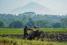 A farmer tills a plot of land using a hand-held tractor on Nov. 6, 2024, in Lumajang, East Java. 