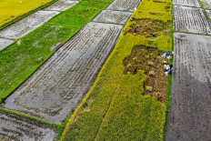 An aerial view shows farmers harvesting rice on Sept. 25, 2024, in Singosari, Malang, East Java. The Agriculture Ministry is optimistic about meeting domestic food needs by the end of 2024 through accelerated planting and optimized land use for rice and corn across Indonesia. 