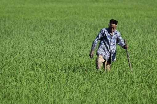 A farmer works in a rice paddy on June 28, 2024, in Lambaro district, Aceh. 