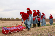 Afghan female workers harvest saffron flowers at a field on the outskirts of Herat in Afghanistan on Nov. 13, 2024.