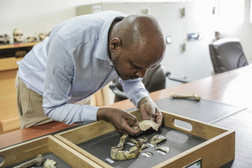 Sahleselasie Melaku, 31, Head of the Department and Research Associate of the Paleontology and Paleoanthropology collections, examines bone fragments of the fossil skeleton of 'Lucy' at the National Museum of Ethiopia in Addis Ababa, on November 19, 2024. 