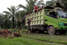 Agrinas is redundant for oil palm plantations