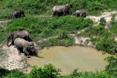 Researchers analyze DNA from dung to save Laos elephants