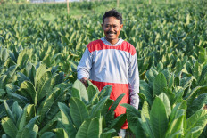 Tobacco farming bringing broad benefits to the people's economy in Rembang