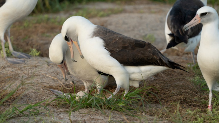 Wisdom (right), the legendary Laysan albatross or mōlī, stands next to her new partner as they admire their recently laid egg at Midway Atoll National Wildlife Refuge on Nov. 27, 2024. Wisdom, a Laysan Albatross, is one of millions of the huge seabirds that return to Midway Atoll, near Hawaii, every year to nest.