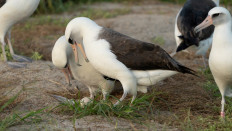 World's oldest known wild bird, aged 74, is expecting again