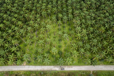 EU eases deforestation law for smallholders but keeps 2025 start