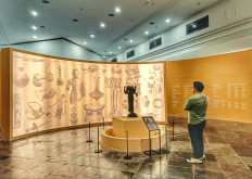 National Museum rises from the ashes, reimagined for the future