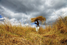 A villager carries hay cut from a field to feed his livestock amid a drought in Kupang, East Nusa Tenggara (NTT) on April 21, 2021.
