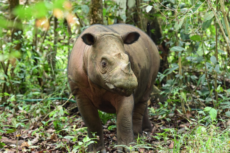 Delilah, a 7-year-old female rhino, is shown here on Nov. 26, 2023, two days after giving birth to a Sumatran rhino calf at Way Kambas National Park in Lampung.